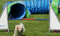 IMG_moosen-10-06-2017-K3L-mini058