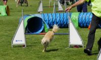 IMG_moosen-10-06-2017-K3L-mini067