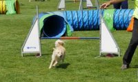 IMG_moosen-10-06-2017-K3L-mini068
