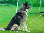 IMG_Ro-2017-frontnhausen-029