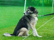 IMG_Ro-2017-frontnhausen-030