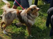 IMG_Ro_tunier_17-06-2017-016