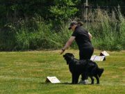 IMG_Ro_tunier_17-06-2017-028